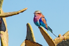Lilac-breasted Roller [Coracias caudatus caudatus]