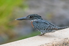 Giant Kingfisher [Megaceryle maxima maxima]