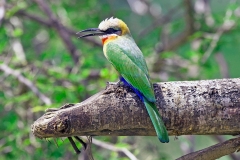 White-fronted Bee-eater [Merops bullockoides]