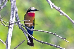 White-fronted Bee-eater [Merops bullockoides]