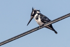 Pied Kingfisher [Ceryle rudis rudis]