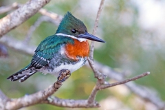 Green Kingfisher [Chloroceryle americana mathewsii]