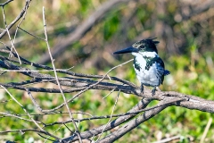 Amazon Kingfisher [Chloroceryle amazona]