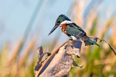Green Kingfisher [Chloroceryle americana mathewsii]