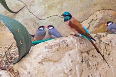 Northern Carmine Bee-eater [Merops nubicus]