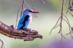 Woodland Kingfisher [Halcyon senegalensis senegalensis]
