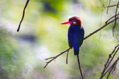 African Pygmy Kingfisher [Ispidina picta picta]
