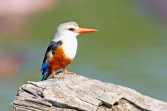 Grey-headed Kingfisher [Halcyon leucocephala leucocephala]