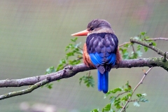 Grey-headed Kingfisher [Halcyon leucocephala]