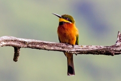 Cinnamon-chested Bee-eater [Merops oreobates]