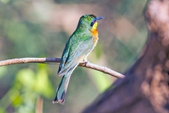Little Bee-eater [Merops pusillus meridionalis]