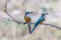 Somali Bee-eater [Merops revoilii]