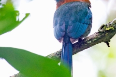 Broad-billed Motmot [Electron platyrhynchum minus]