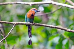 Broad-billed Motmot [Electron platyrhynchum minus]
