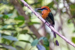 Broad-billed Motmot [Electron platyrhynchum minus]