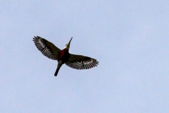 Ringed Kingfisher [Megaceryle torquata torquata]