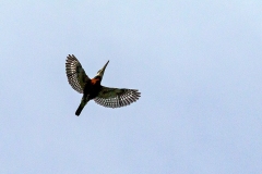 Ringed Kingfisher [Megaceryle torquata torquata]