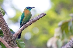 Lesson's Motmot [Momotus lessonii lessonii]