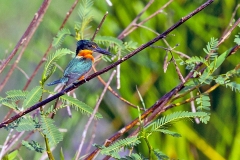 American Pygmy Kingfisher [Chloroceryle aenea stictoptera]