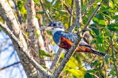 Ringed Kingfisher [Megaceryle torquata torquata]