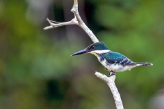 Green Kingfisher [Chloroceryle americana septentrionalis]