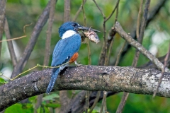 Ringed Kingfisher [Megaceryle torquata torquata]
