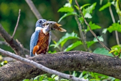 Ringed Kingfisher [Megaceryle torquata torquata]