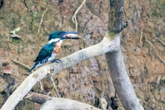 Amazon Kingfisher [Chloroceryle amazona]