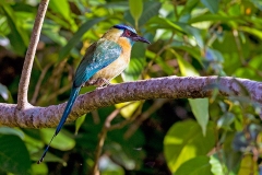 Lesson's Motmot [Momotus lessonii lessonii]