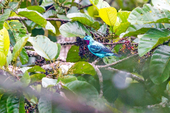 COTINGIDAE, PIPRIDAE, TITYRIDAE & MELIPHAGIDAE