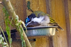 Blue-faced Honeyeater [Entomyzon cyanotis] 