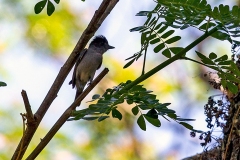 Rose-throated Becard [Pachyramphus aglaiae hypophaeus] 