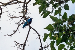 Lovely Cotinga [Cotinga amabilis] 