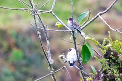 Masked Tityra [Tityra semifasciata costaricensis] 