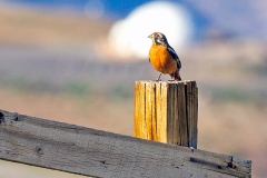 Rufous-tailed Plantcutter [Phytotoma rara] 