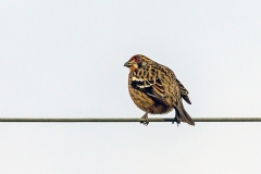 Rufous-tailed Plantcutter [Phytotoma rara] 