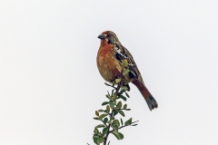 Rufous-tailed Plantcutter [Phytotoma rara] 
