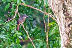 Pink-throated Becard [Pachyramphus minor] 