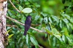 Pink-throated Becard [Pachyramphus minor] 