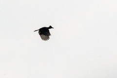 Amazonian Umbrellabird [Cephalopterus ornatus]
