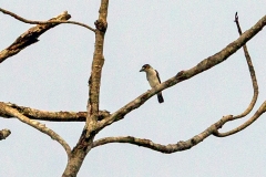 Black-crowned Tityra [Tityra inquisitor buckleyi]