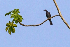 Bare-necked Fruitcrow [Gymnoderus foetidus] 