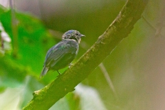 Blue-capped Manakin [Lepidothrix coronata coronata] 