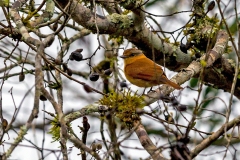 Chestnut-crowned Becard [Pachyramphus castaneus castaneus] 