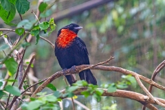 Red-ruffed Fruitcrow [Pyroderus scutatus scutatus] 