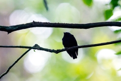 White-crowned Manakin [Pseudopipra pipra anthracina]