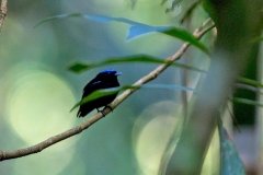 Velvety Manakin [Lepidothrix velutina velutina] 