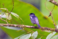 White-winged Becard [Pachyramphus polychopterus similis] 