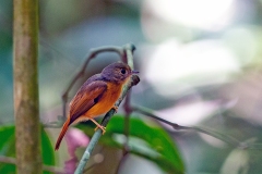 Ruddy-tailed Flycatcher [Terenotriccus erythrurus fulvigularis]