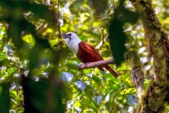 Three-wattled Bellbird [Procnias tricarunculatus] 